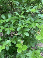 Rhododendron colemanii