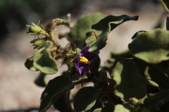Solanum tomentosum