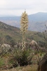 Chaparral Yucca - Photo (c) mhrains, some rights reserved (CC BY-NC)