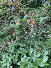 Rhododendron alabamense