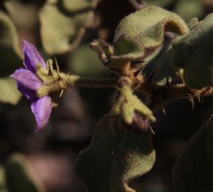 Solanum tomentosum