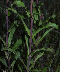 Penstemon arkansanus