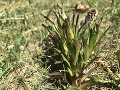 Castilleja miniata dixonii
