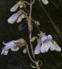 Penstemon arkansanus