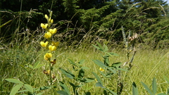 Thermopsis gracilis
