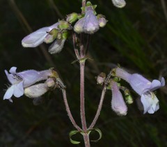 Penstemon arkansanus