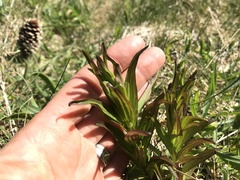Castilleja miniata dixonii