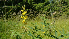Thermopsis gracilis
