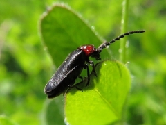 Ditemnus bidentatus