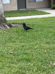 Corvus brachyrhynchos