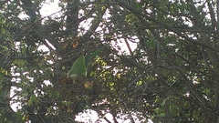 Myiopsitta monachus