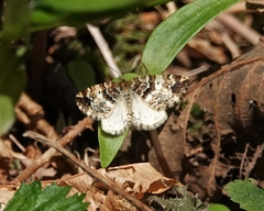 Enchoria lacteata