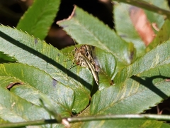 Enchoria lacteata