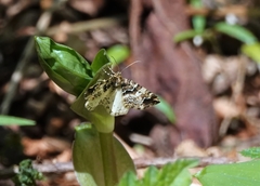 Enchoria lacteata