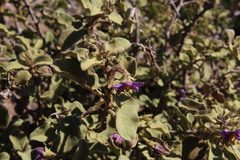 Solanum tomentosum