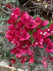 Bougainvillea