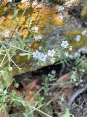 Pholistoma membranaceum