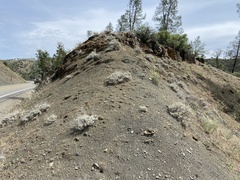 Eriogonum wrightii trachygonum