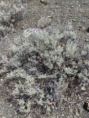 Eriogonum wrightii trachygonum