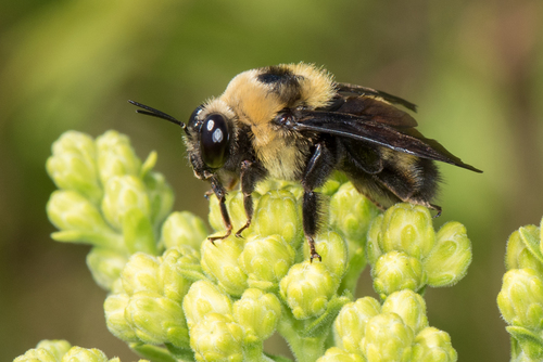 Black-and-gold Bumble Bee