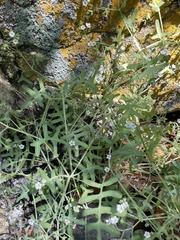 Pholistoma membranaceum