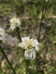 Rhynchospora colorata image