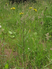 Crepis paludosa