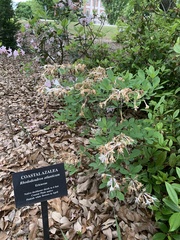 Rhododendron atlanticum