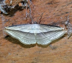 Arcobara tergeminaria