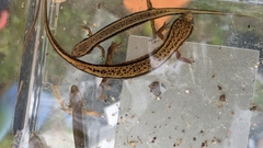 Eurycea aquatica