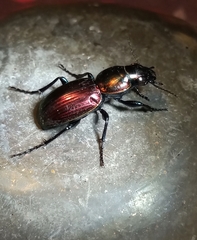 Barypus comechengonensis