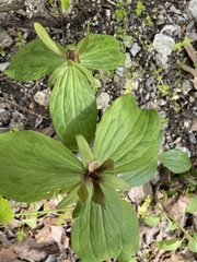 Trillium viride