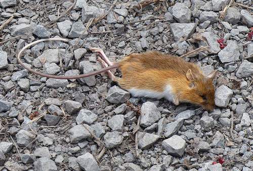 Woodland Jumping Mouse