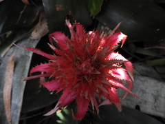 Aechmea fasciata