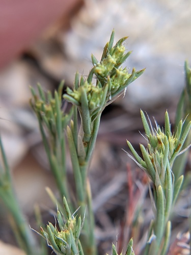 Livermore nailwort (Paronychia monticola)