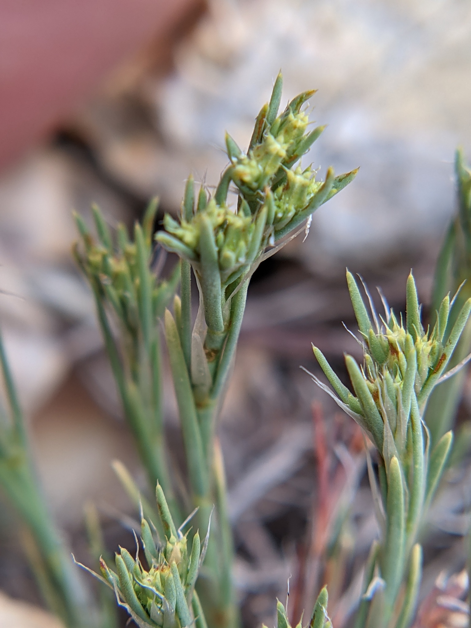 Paronychia monticola