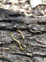 Diversibipalium multilineatum