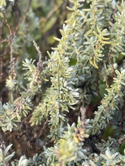 Eriocephalus racemosus racemosus