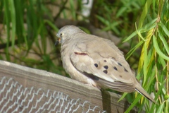 Columbina cruziana