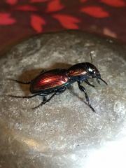 Barypus comechengonensis