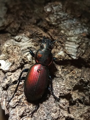 Barypus comechengonensis