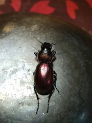 Barypus comechengonensis