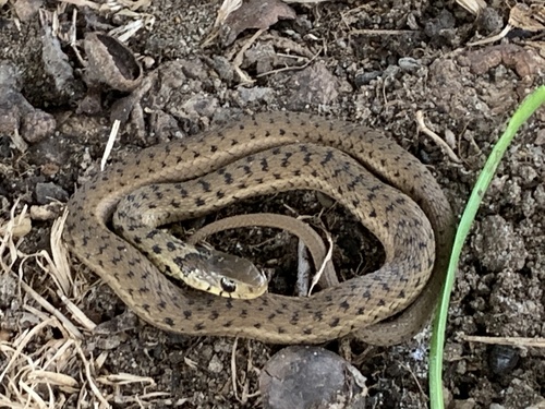 Eastern Garter Snake photographed in Delaware