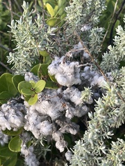 Eriocephalus racemosus racemosus