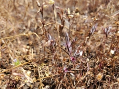 Polygonum bidwelliae