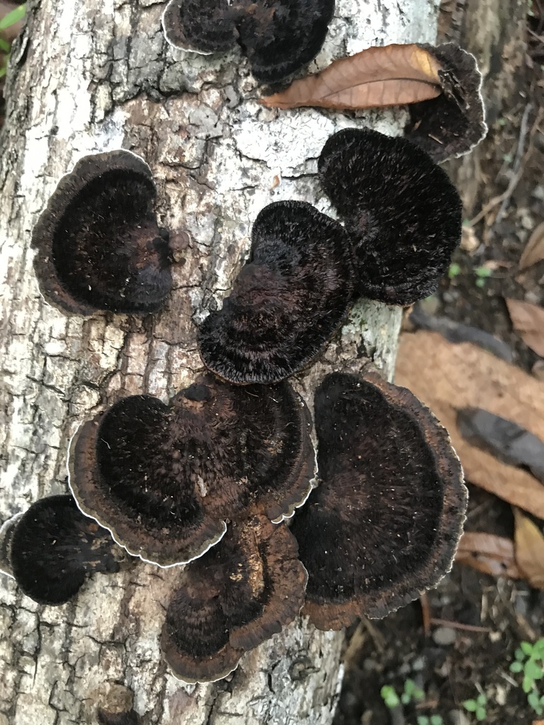 Hexagonia hydnoides · April 2021 · photo: © agonzalo (iNaturalist, cc-by)
