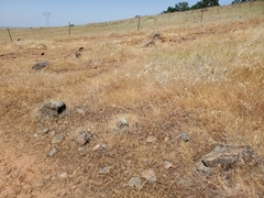 Polygonum bidwelliae