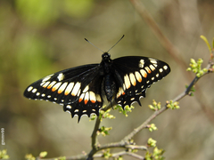 Papilio hellanichus