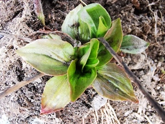 Plantago major