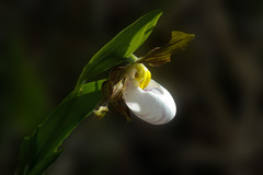 Cypripedium candidum